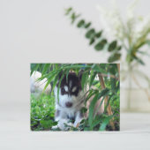 Carte Postale Chiot sibérien Husky avec Bambou (Debout devant)