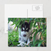 Carte Postale Chiot sibérien Husky avec Bambou (Devant / Derrière)