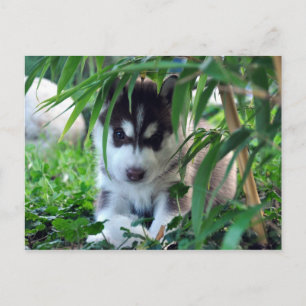 Carte Postale Chiot sibérien Husky avec Bambou