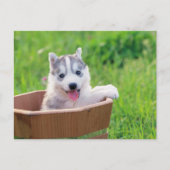 Carte Postale Chiot sibérien Husky dans un pot (Devant)