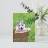 Carte Postale Chiot sibérien Husky dans un pot (Debout devant)