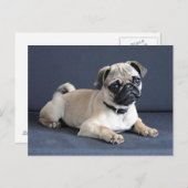 Carte Postale Chiot sur le divan Lounging (Devant / Derrière)