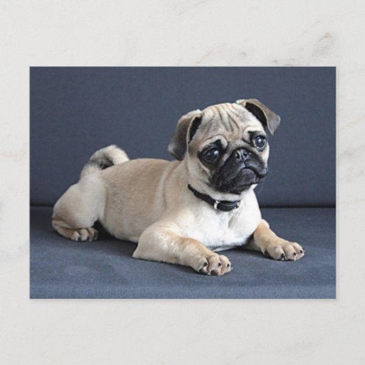 Carte Postale Chiot sur le divan Lounging (Devant)