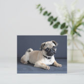 Carte Postale Chiot sur le divan Lounging (Debout devant)
