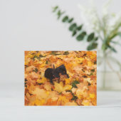 Carte Postale chiot teckel (Debout devant)