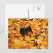 Carte Postale chiot teckel (Devant / Derrière)