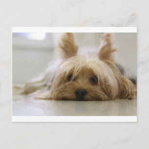 Carte Postale chiot terrier du yorkshire animal mignon visage ye