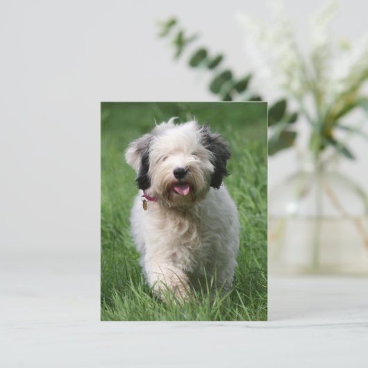 Carte Postale chiot tibétain (Debout devant)