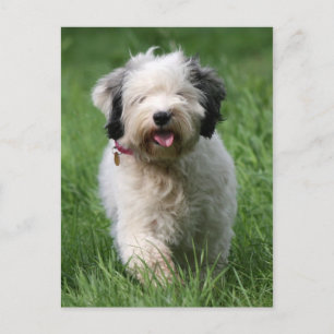Carte Postale chiot tibétain
