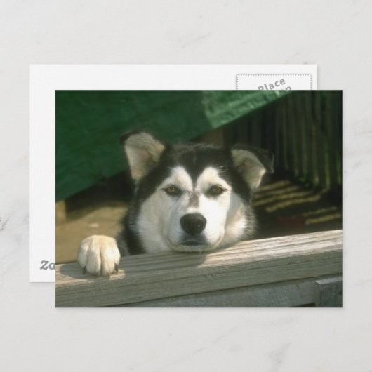 Carte Postale Chiot triste (Devant / Derrière)