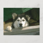 Carte Postale Chiot triste (Devant)