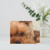 Carte Postale chiot yorkie (Debout devant)