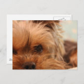 Carte Postale chiot yorkie (Devant / Derrière)