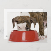 Carte Postale Chiote pitbull mangeant dans une assiette (Devant / Derrière)