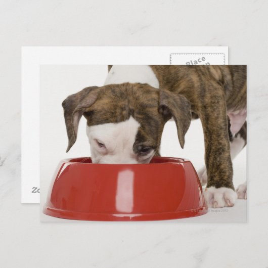 Carte Postale Chiote pitbull mangeant dans une assiette (Devant / Derrière)