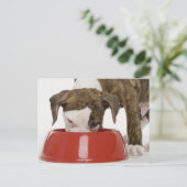 Carte Postale Chiote pitbull mangeant dans une assiette (Debout devant)