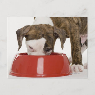 Carte Postale Chiote pitbull mangeant dans une assiette
