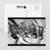Carte Postale chiots à tête blanche (Devant / Derrière)