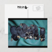 Carte Postale chiots à tête blanche (Devant / Derrière)