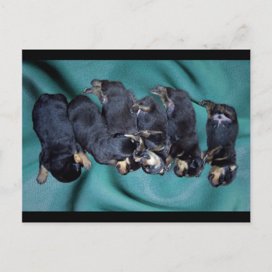 Carte Postale chiots à tête blanche (Devant)
