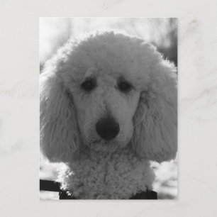 Carte Postale Chiots aux yeux de caniche noir et blanc