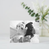 Carte Postale chiots blancs noirs (Debout devant)