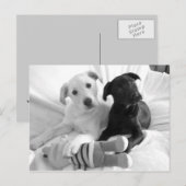 Carte Postale chiots blancs noirs (Devant / Derrière)