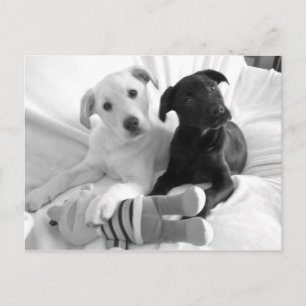 Carte Postale chiots blancs noirs