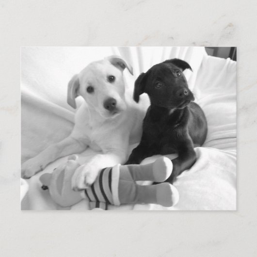Carte Postale chiots blancs noirs (Devant)