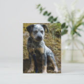 Carte Postale Chiots Blue Heeler (Debout devant)