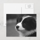 Carte Postale Chiots Border Collie (Devant / Derrière)