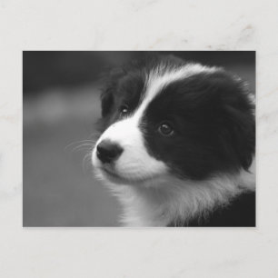 Carte Postale Chiots Border Collie
