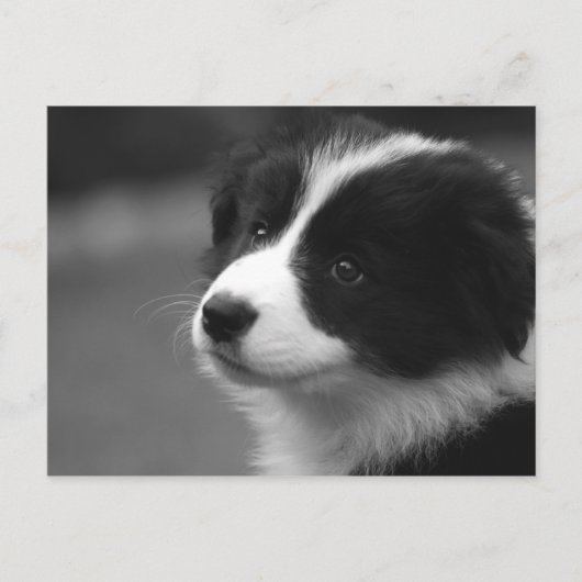Carte Postale Chiots Border Collie (Devant)