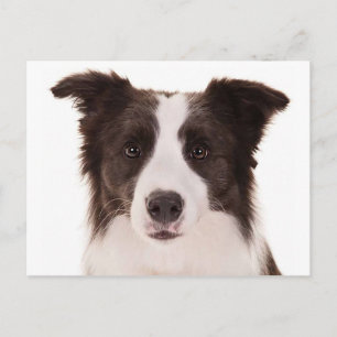 Carte Postale Chiots Border Collie - Bonjour, Pensées pour toi