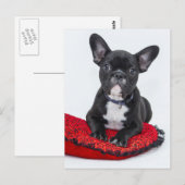 Carte Postale Chiots Bouledogue (Devant / Derrière)