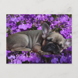 Carte Postale Chiots Bouledogue Français French Bulldog