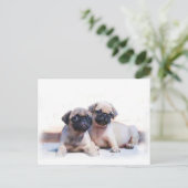 Carte Postale Chiots carlins (Debout devant)