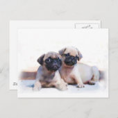 Carte Postale Chiots carlins (Devant / Derrière)