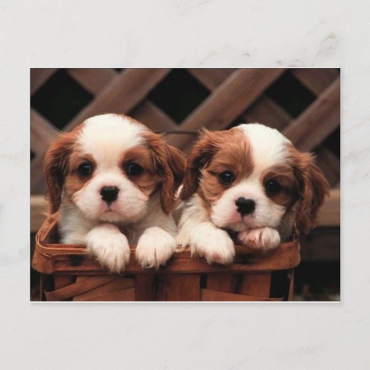 Carte Postale Chiots cavalier (Devant)