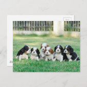 Carte Postale Chiots Cavalier King Charles Spaniel (Devant / Derrière)