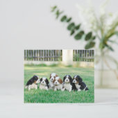 Carte Postale Chiots Cavalier King Charles Spaniel (Debout devant)