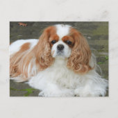 Carte Postale Chiots Cavalier King Charles Spaniel Blenheim (Devant)