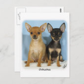Carte Postale Chiots Chihuahua 9W079D-011 (Devant / Derrière)