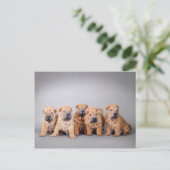 Carte Postale Chiots chinois Shar Pei (Debout devant)