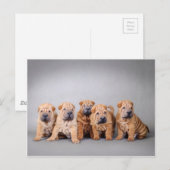 Carte Postale Chiots chinois Shar Pei (Devant / Derrière)
