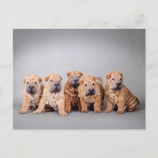 Carte Postale Chiots chinois Shar Pei (Devant)
