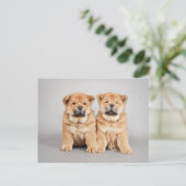 Carte Postale chiots Chow chow (Debout devant)