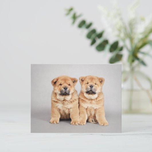 Carte Postale chiots Chow chow (Debout devant)
