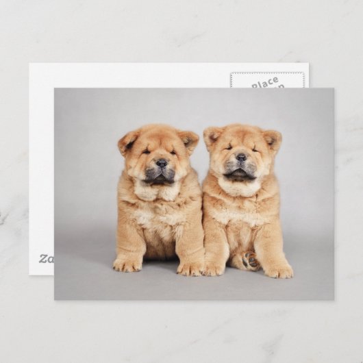 Carte Postale chiots Chow chow (Devant / Derrière)