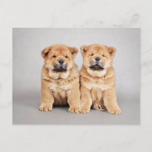 Carte Postale chiots Chow chow